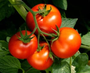 Food plants comes animals fruit science which córdoba ciudad 3º