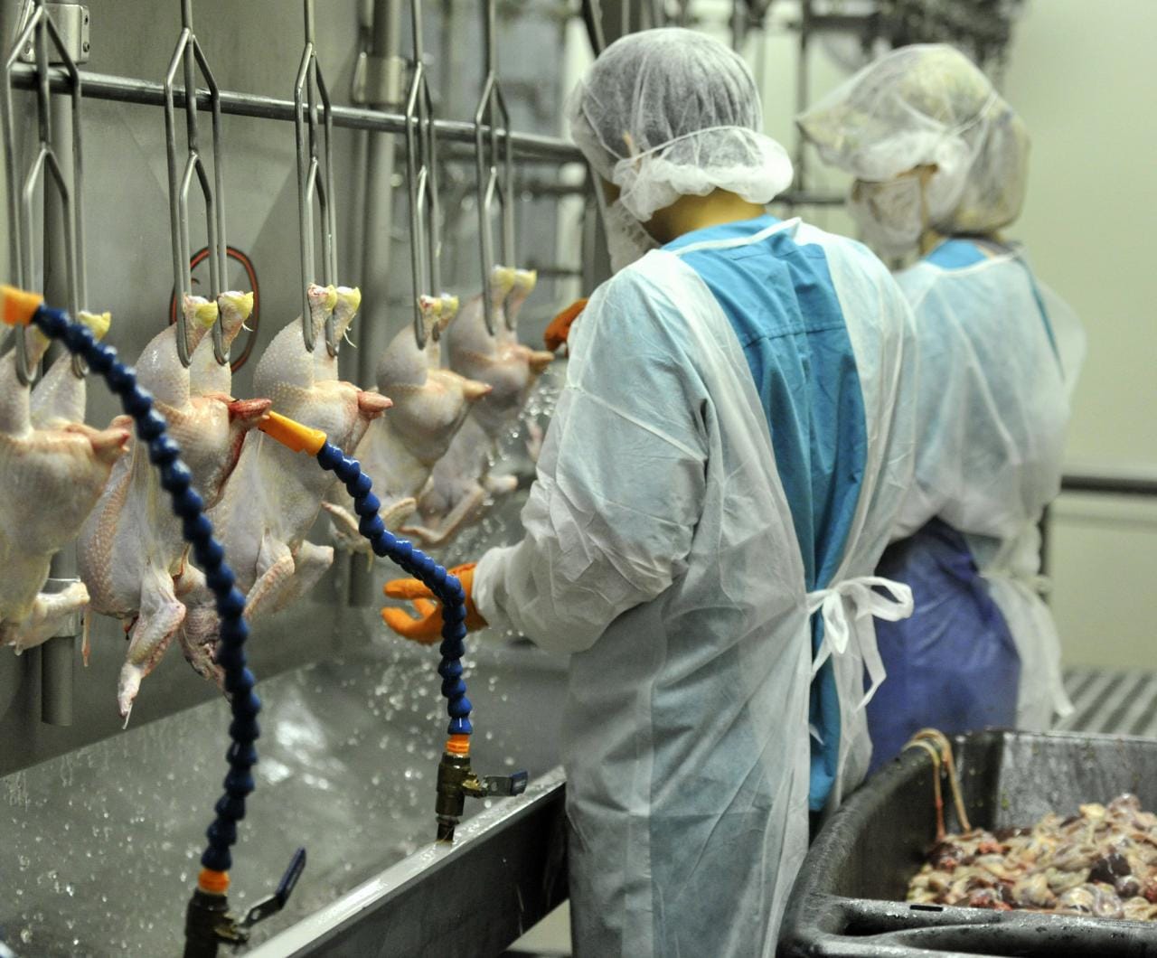 Production technological processing slaughtering