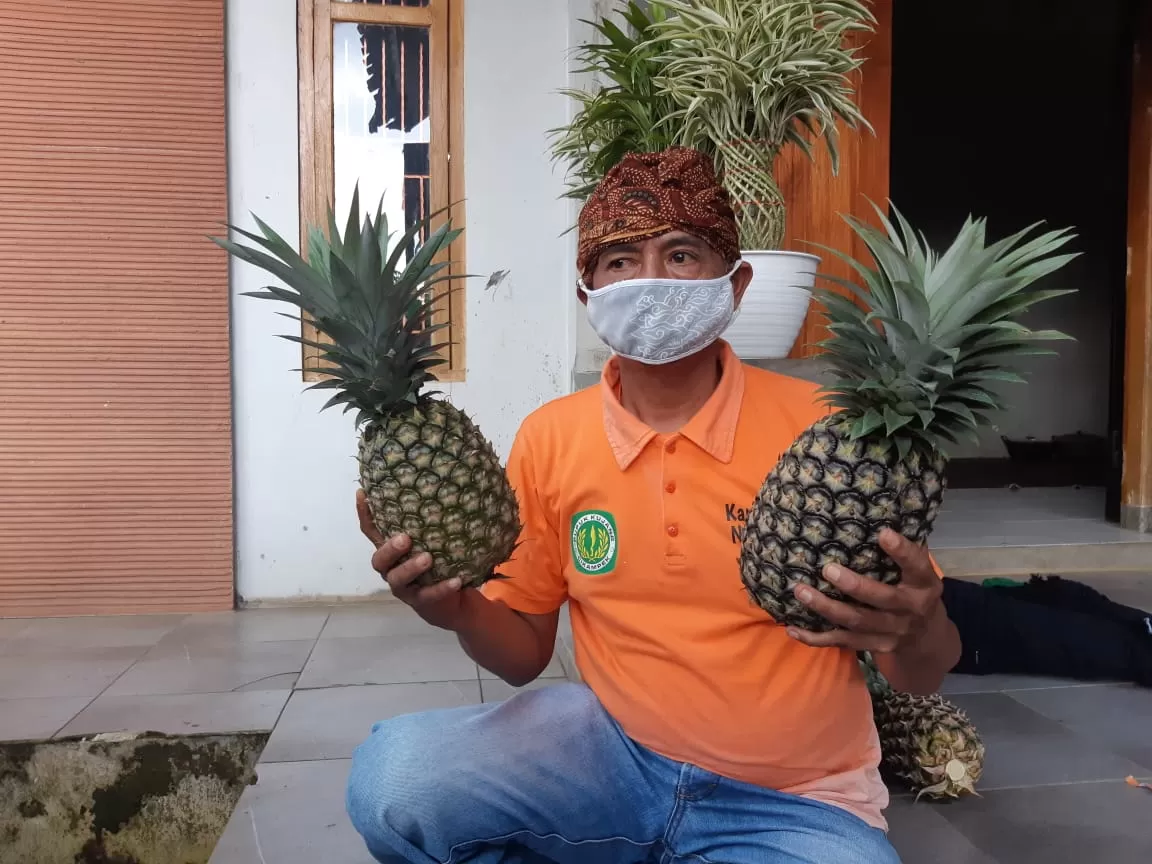 3 manfaat nanas untuk kesehatan pria aktif salah satunya meningkatkan...