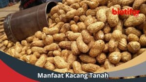 Manfaat kacang tanah