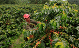 Manfaat kopi bagi tanaman