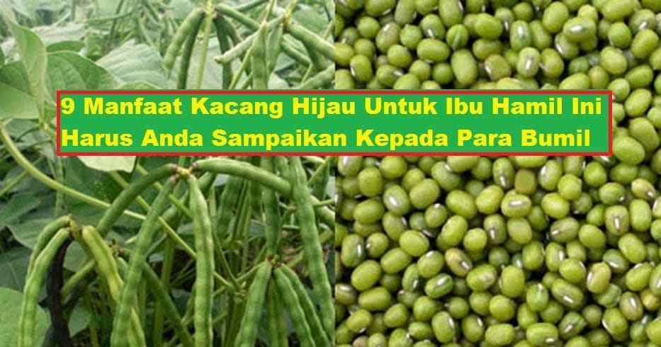 9 manfaat kacang hijau untuk ibu hamil ini harus anda sampaikan kepada...